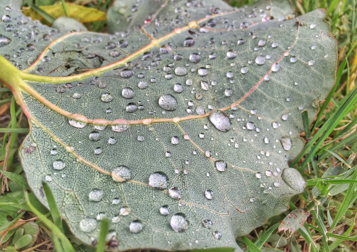 treetanner's tweet photo. A nice find this morning 💧💦#keep_exploring #alberta #nature #macro @NatureAlberta @ImMother_Nature @NatureArticles https://t.co/oHeGwRuXNB