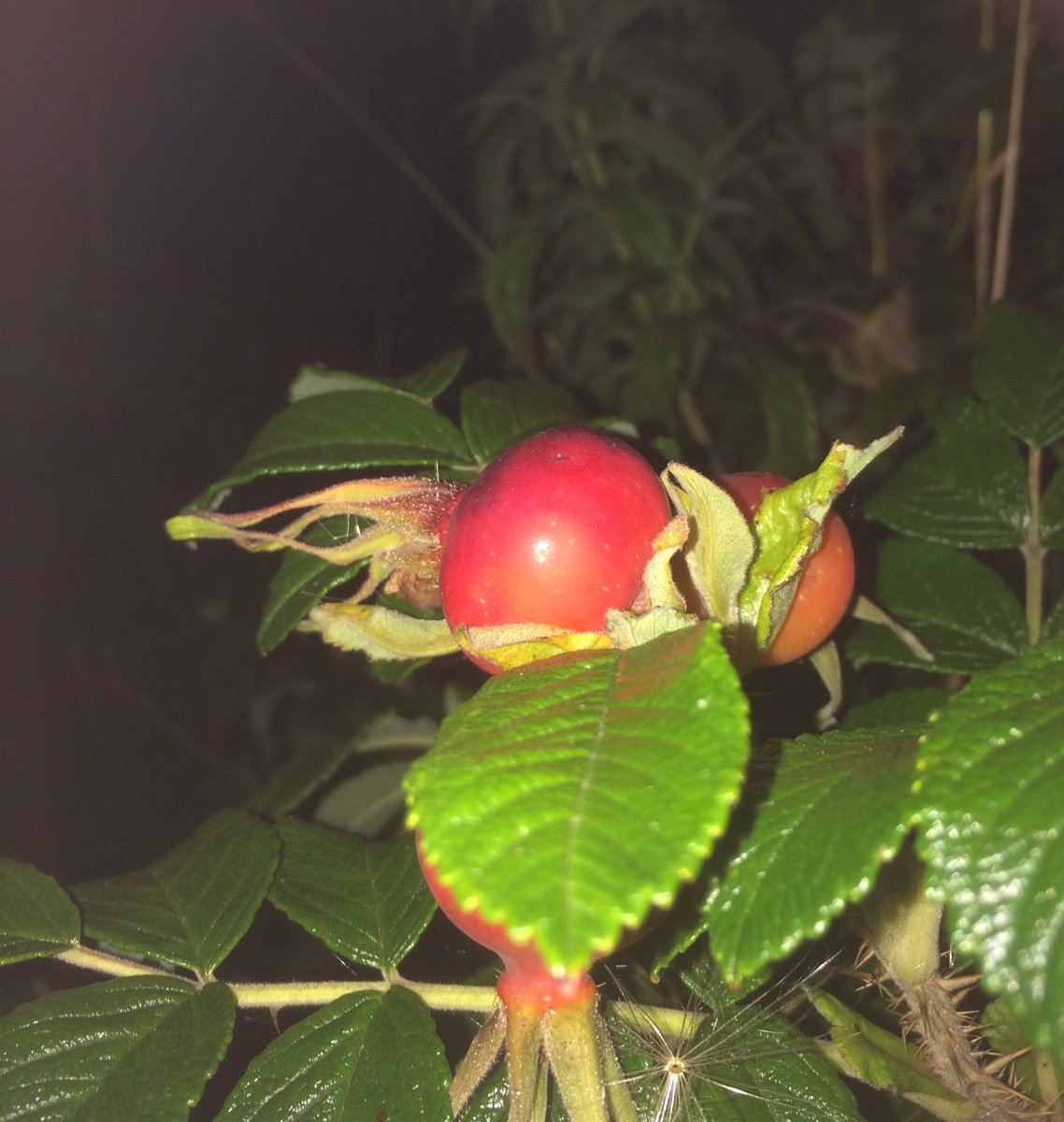 shaneleadley's tweet photo. Sand rose hip ? https://t.co/db1wyTBBPG