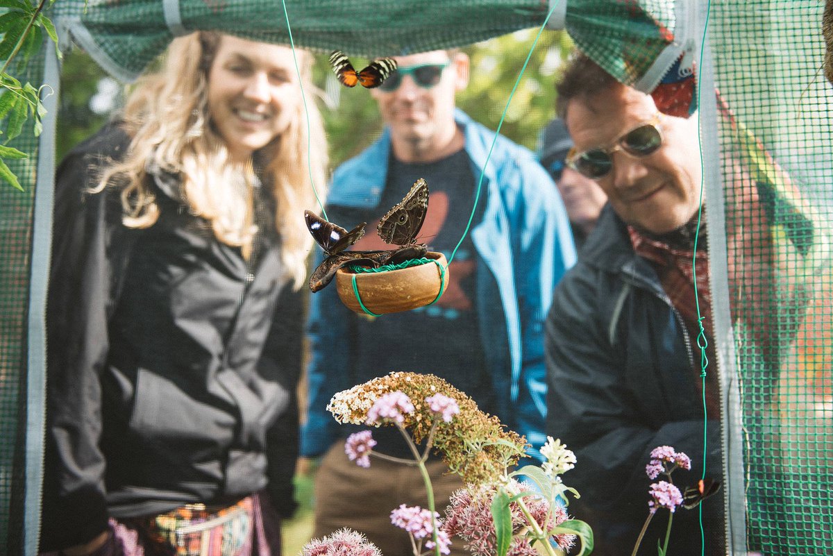 NSButterflies's tweet photo. A great shot from inside the pop up Butterfly House @NSButterflies @GreenManFest 2016 https://t.co/mbYsgefeBW
