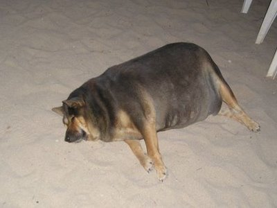 KittyVsDoggy's tweet photo. Did you know that obesity is the #1 health problem among dogs?
#dogs #health https://t.co/xdQhUWfeop