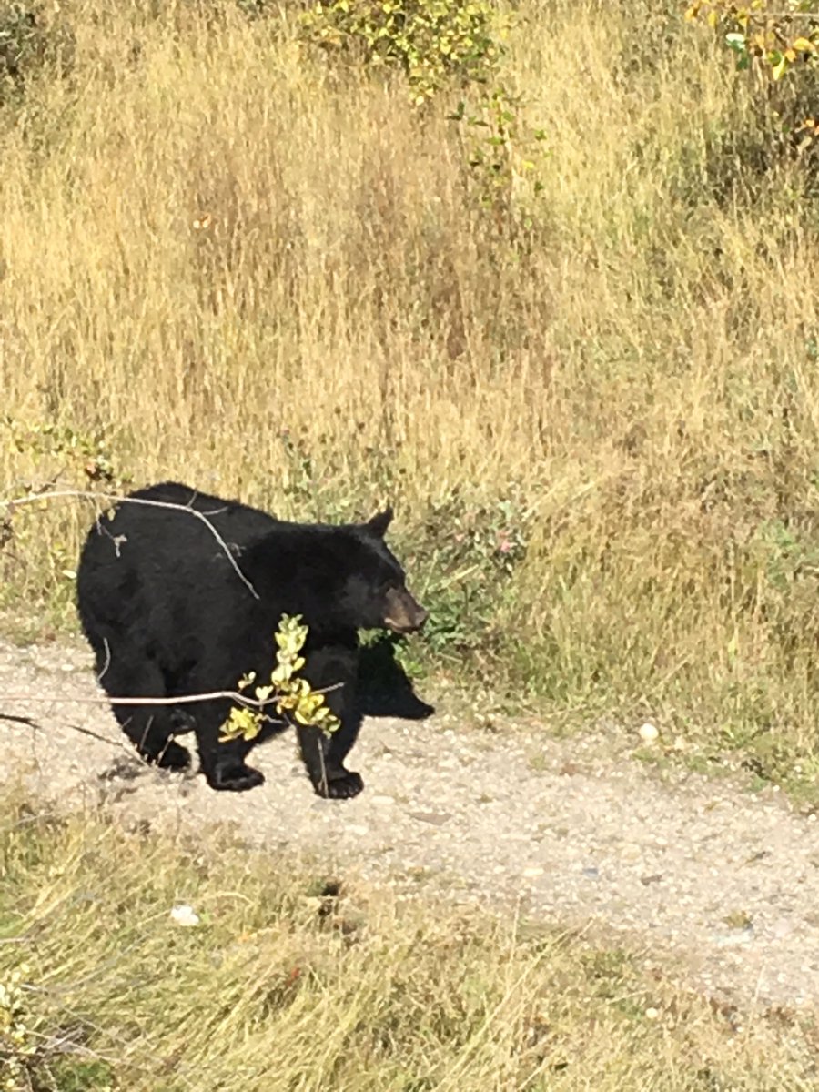 WholeWheats's tweet photo. Live tweeting about an O.G. In my neighborhood. Meet Kodiak Blak. https://t.co/mwhAmIPOrg