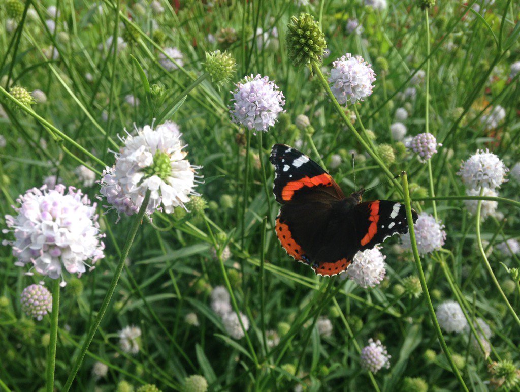 maggie_treanor's tweet photo. Late summer and pollinators still busy #redadmiral on Succisella inflexa 'Frosted Pearls' @RHSWisley #longborder https://t.co/cyOthvUQ1I
