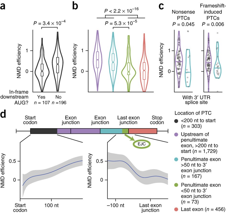NatureGenet's tweet photo. The rules &amp; impact of nonsense-mediated mRNA decay in cancer (Lindeboom, Supek &amp; Lehner) https://t.co/kGox7t6bNb https://t.co/eFGSIvgc7Y