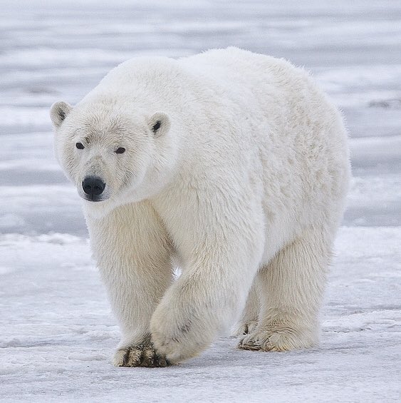 WholeWheats's tweet photo. Would this bear have gotten the same treatment? https://t.co/lyFMOr0KHX