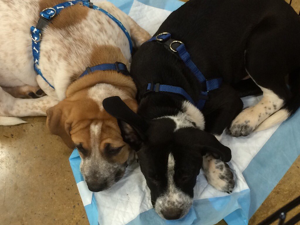 daveddot's tweet photo. Ready 2 #adoptlove? Come meet adoptable pets in every@Petsmart this wkend 4 Nat'l Adoption Weekend @Ssmiley231 @dogs https://t.co/NQYEpgFDEP