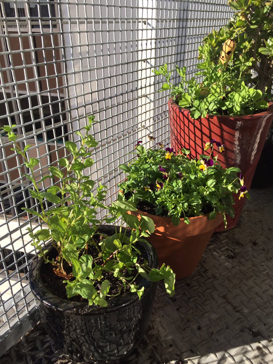 alrighttreacles's tweet photo. Our edible #Auckland balcony  - #nasturtium #peas #viola #mint - who needs a garden?? https://t.co/nOso3TotVr