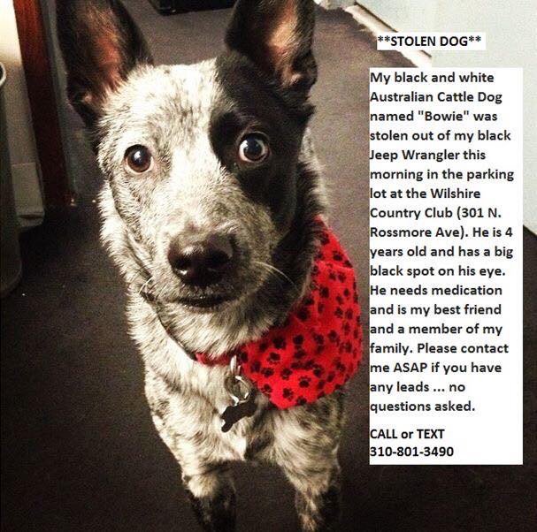 Hey if anyone can help or share this or if you hear anything, I love this dog & he needs to be found