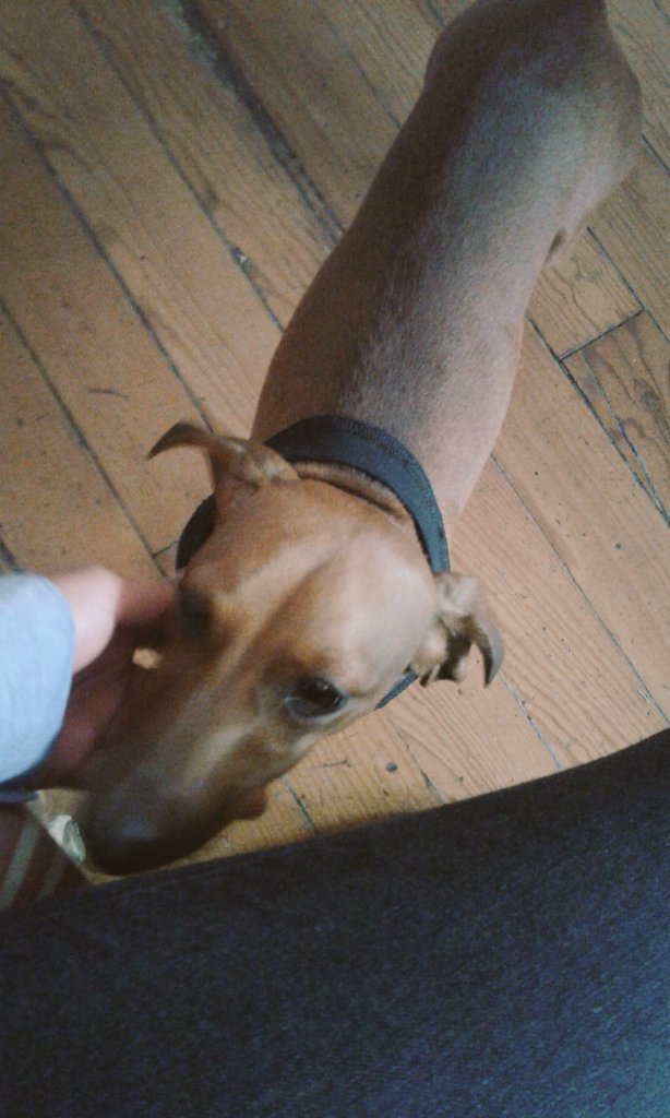 DLira__'s tweet photo. *en la supervisión le toma más fotos al perrito del taller que a la obra* #Daniproblems https://t.co/G3eFvmryuq