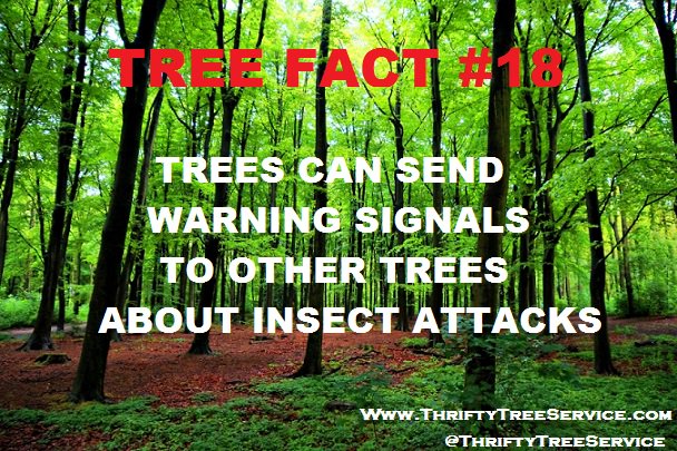 ThriftyTreeInc's tweet photo. #TreeFact #FunFact #ThriftyTreeService https://t.co/Nec7q75LRT