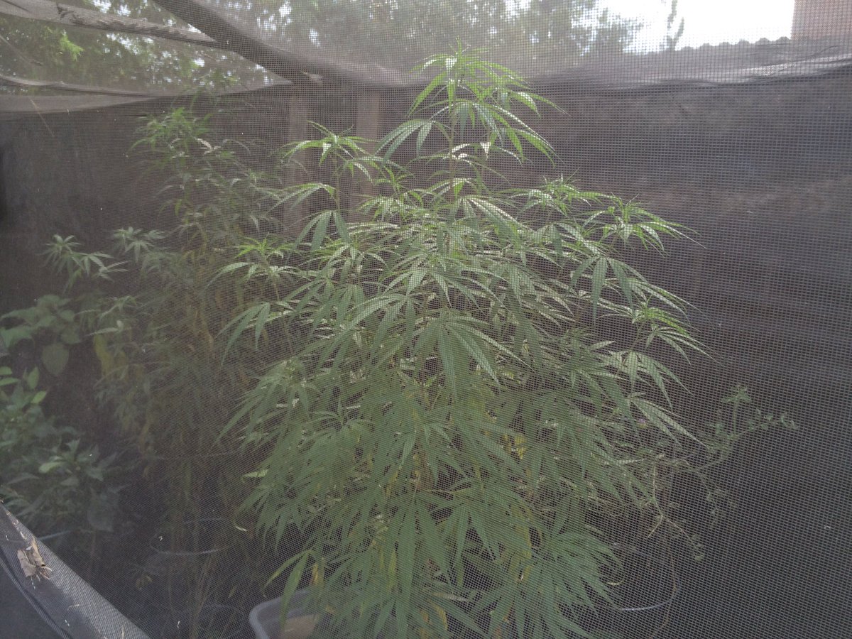 Aggrowvators's tweet photo. Outdoor Situations #Kush #Wakenbake #RiseNpine #Hightimes https://t.co/8qMfjQSvNp
