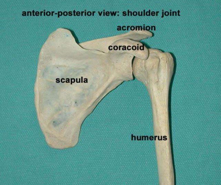 Brad_Bollinger2's tweet photo. #coracoid #RGIII https://t.co/21QHeSGyT3