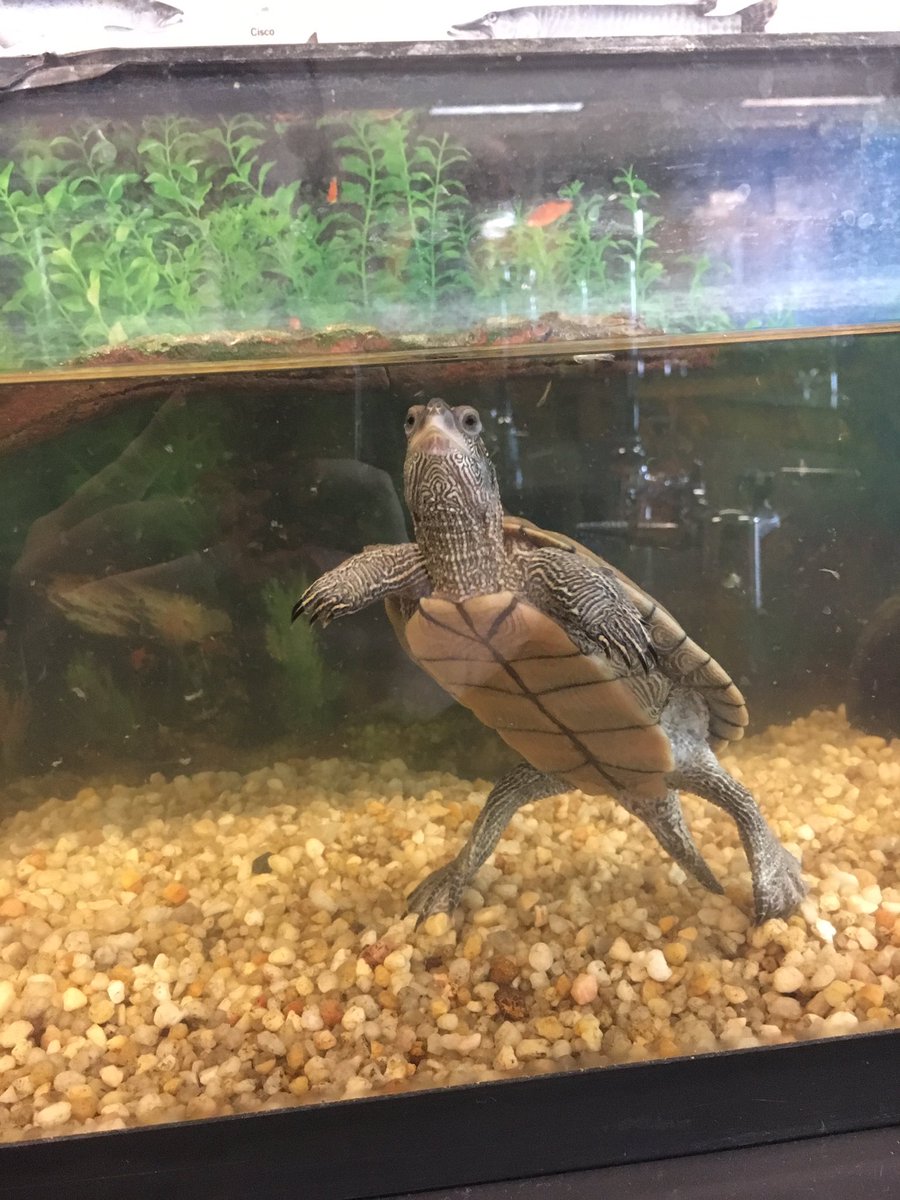 ehsprojectearth's tweet photo. Our new awesome mascot lily!!!! 🐢🐢🐢 she loves the earth and so should you 💚💚💚 #joinprojectearth https://t.co/BQOZkOzzAl