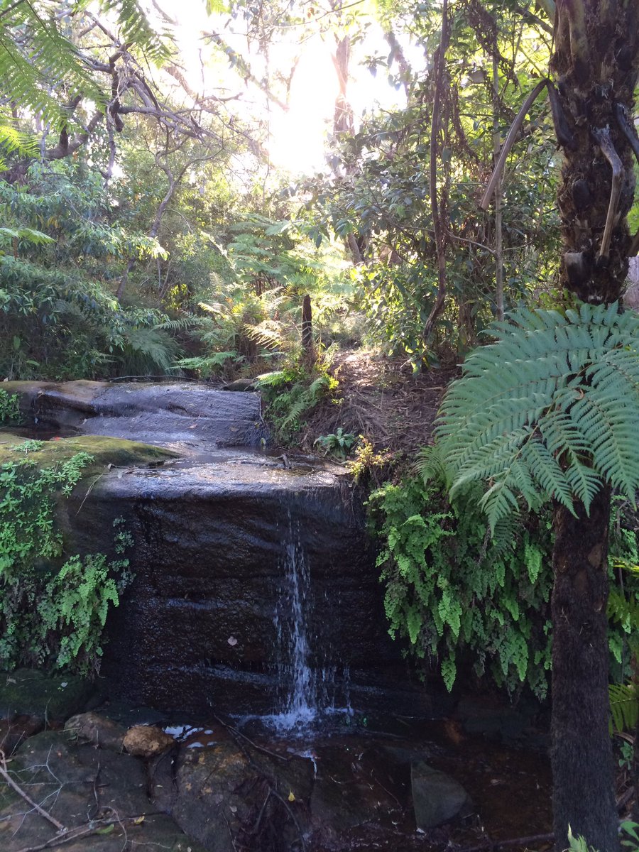 onewayseat's tweet photo. Manly creek trail above Manly dam! #travel #Manly #Sydney #Australia #adventure #walk #explore https://t.co/ZaurXiCxOs
