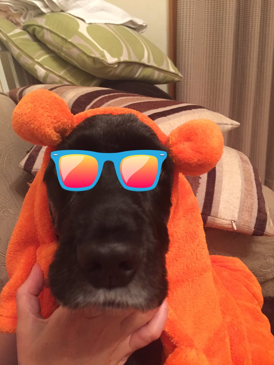 stephenwales00's tweet photo. Poor dog woof https://t.co/gUH4zLI2tE