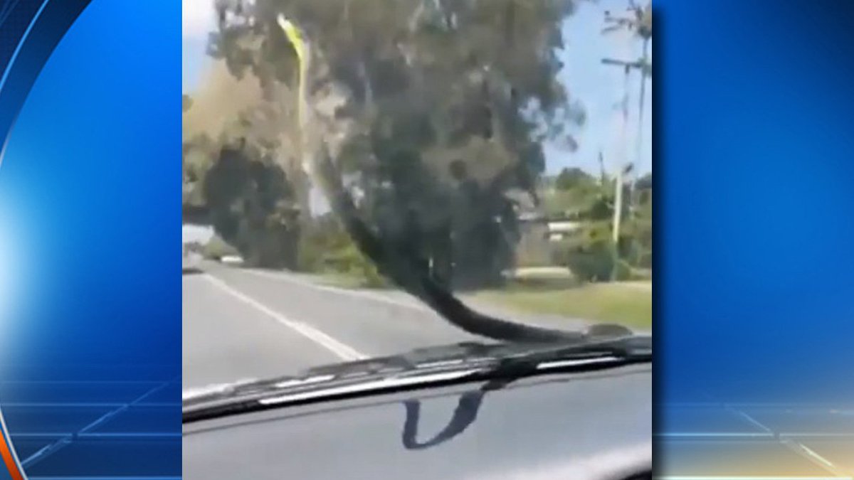 Watch video of #snake slithering out of driving car and trying to get inside bit.ly/2cjCSHQ?utm_me… #IfYouDare https://t.co/gAMUfZibvD