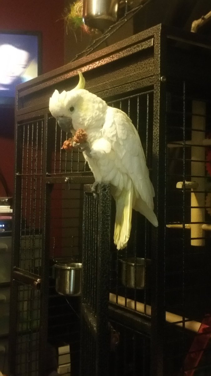 Musicology247's tweet photo. Tiki eating her strawberry millet before her bedtime shower & blow-dry (w/a NON-teflon hair dryer) #SillyChicken🐔 https://t.co/Q8KM4pEJQ5
