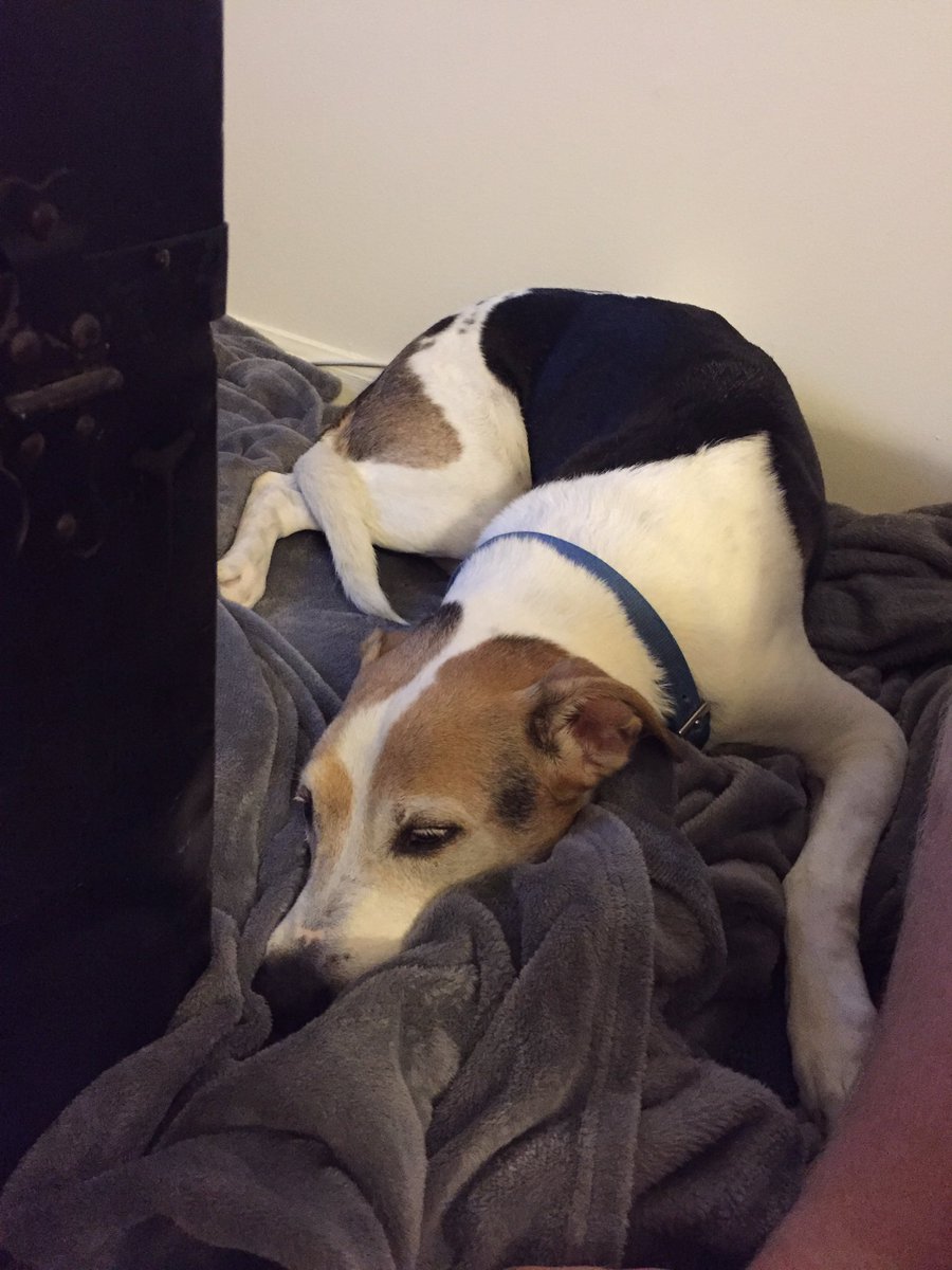 kotahrae4's tweet photo. I just made Zachary fix the blanket for this turd 😍😌 #needoneofmyown https://t.co/5yTGChyrrJ