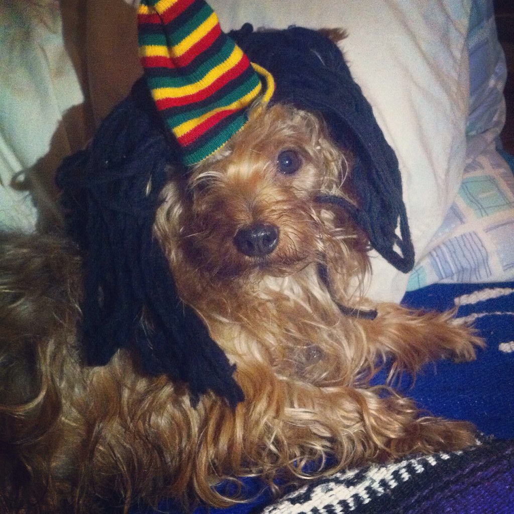 Artmanrique's tweet photo. Gil y yo escuchando Raggae #myhochbich #mytruelove #myonlytwo #rasta #rastafari #bigjoint #420 #yorkshire #weed https://t.co/7pbKwugl7b