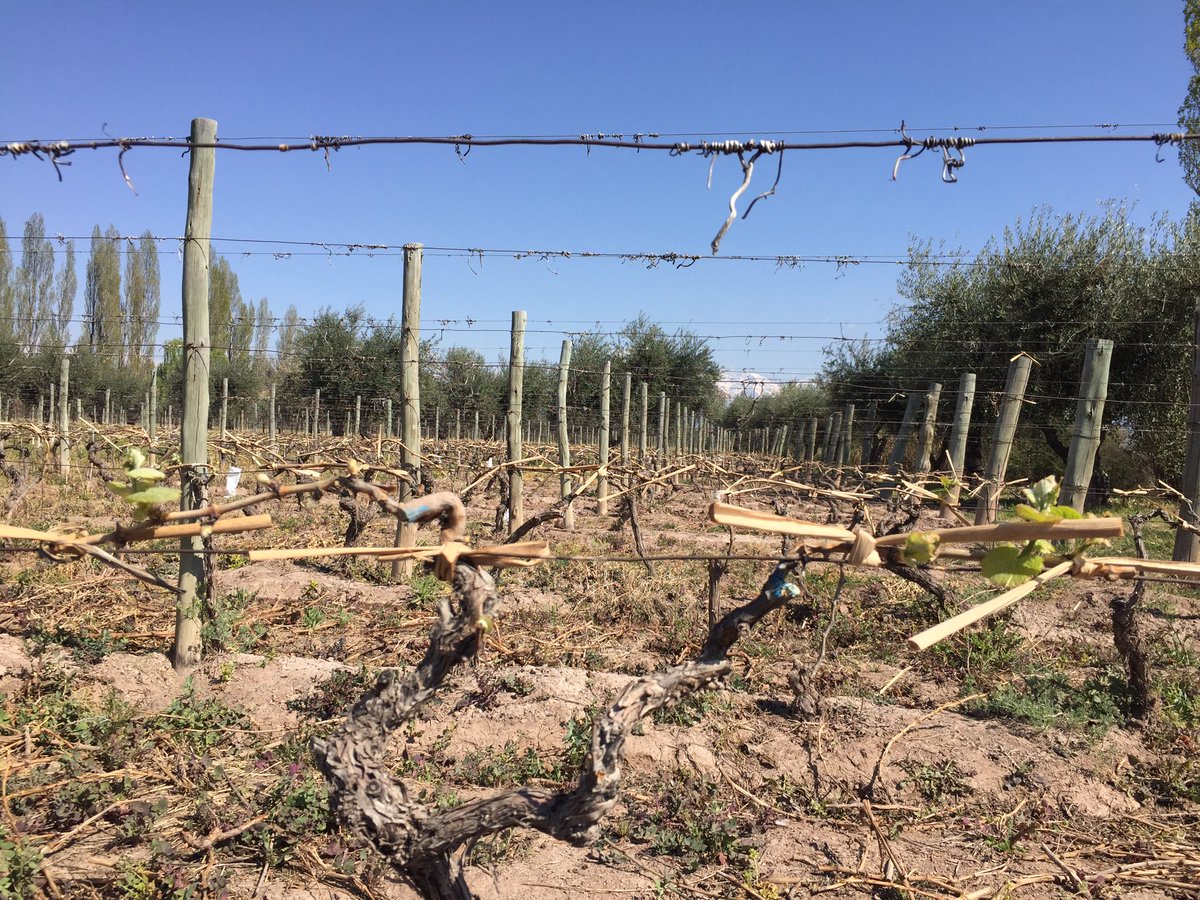 Comienza a palpitarse la nueva cosecha en Finca Bella Vista. Gran emoción para los amantes del vino.<a href="/AchavalFerrer/">Achaval-Ferrer</a>