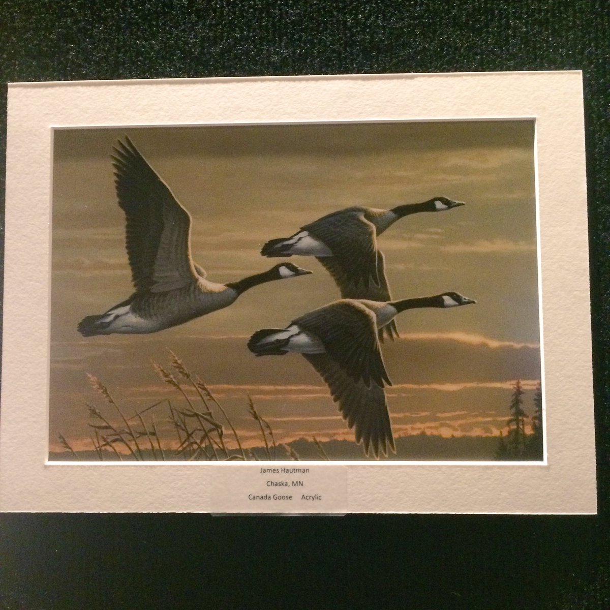 CyrusBaird's tweet photo. The 2016-2017 waterfowl season hasn't even started yet but the 2017-2018 duck stamp has me excited! #AFWA2016 https://t.co/sDZLcNhhf7