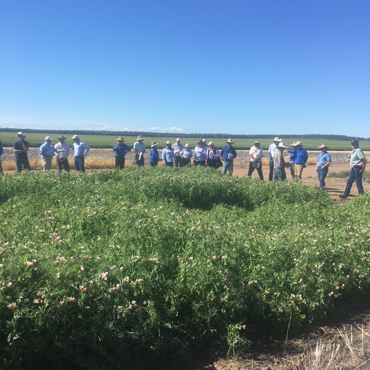 Northern Farming Systems Trial Billa Billa <a href="/theGRDC/">GRDC</a> #springtour