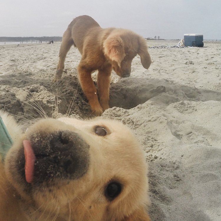 Selfie perruna #Postureo #YoPlaya
