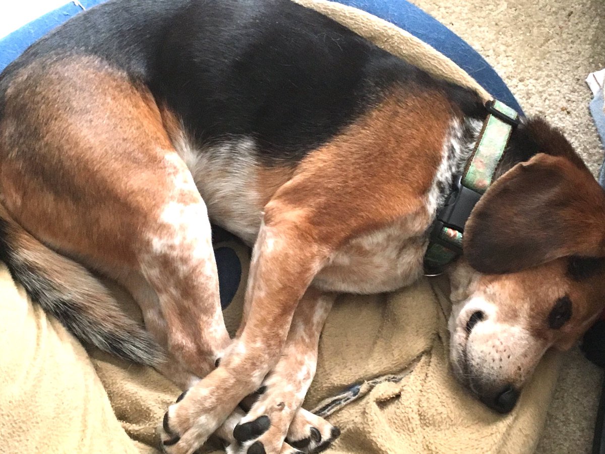 MurphyBeagle's tweet photo. Normal #sleepsmiling https://t.co/cCJJlQXZqd
