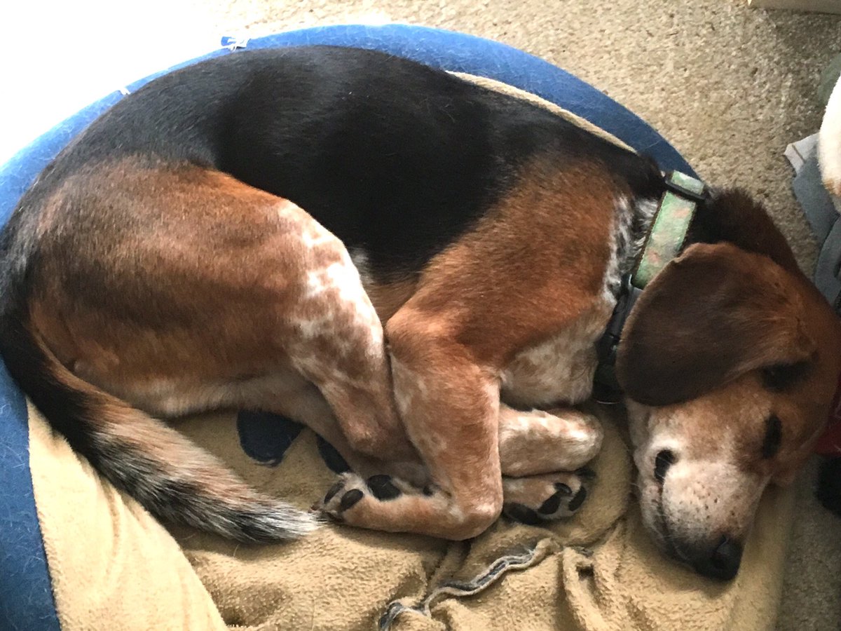MurphyBeagle's tweet photo. Normal #sleepsmiling https://t.co/cCJJlQXZqd