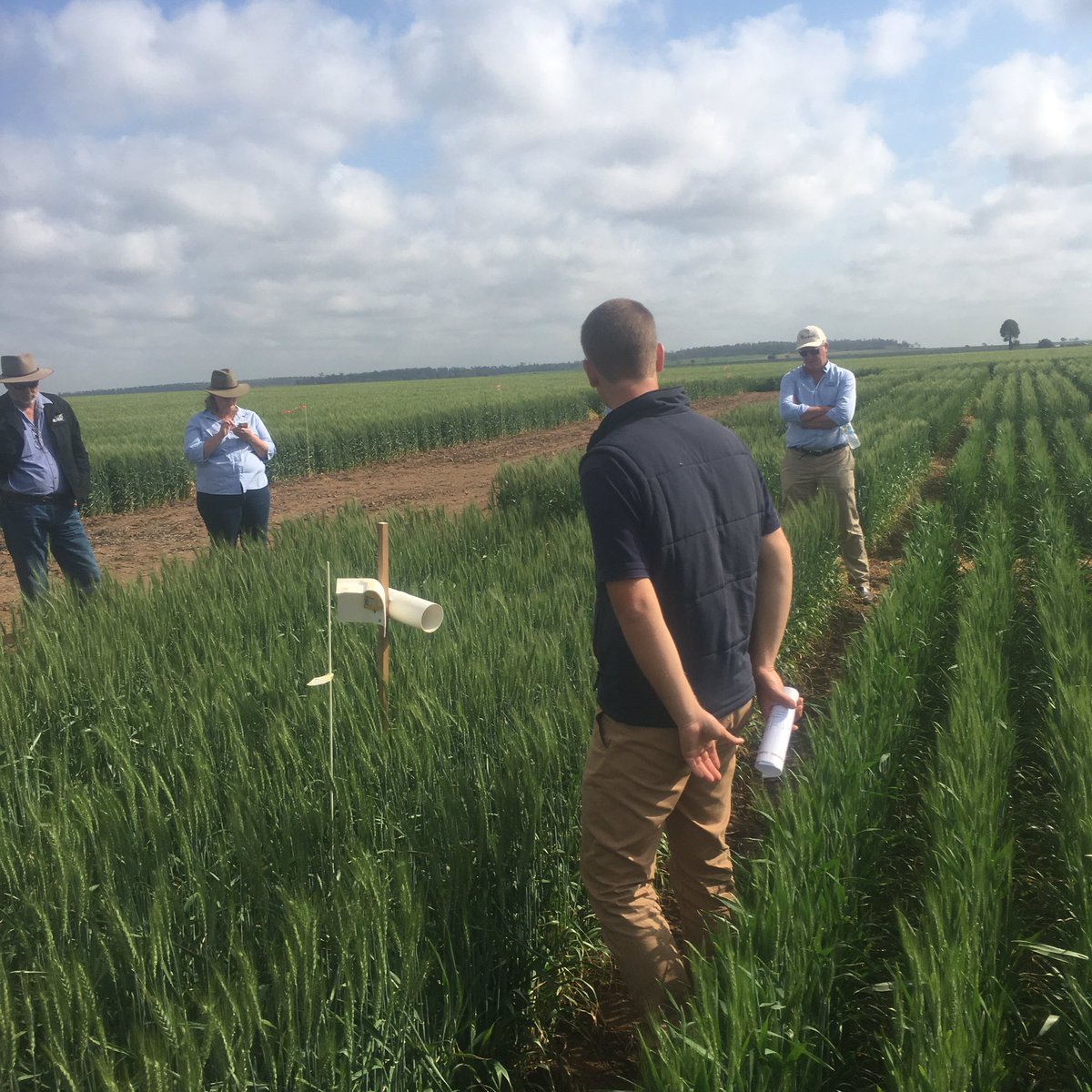 NVT Trial looking good at Dulacca <a href="/theGRDC/">GRDC</a> #springtour