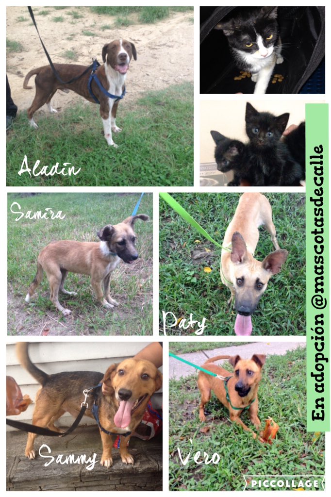MASCOTASDECALLE's tweet photo. Quiza no puedas adoptar, pero tú RT puede ser el enlace para lograr un final feliz. Nos ayudas? #Caracas https://t.co/fxdEyi3kj3