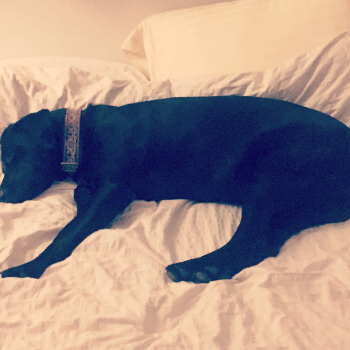 derpydogVT's tweet image. Beauty rest. #DogsLife