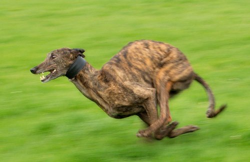 ketopet's tweet photo. The greyhound can reach top speeds of 45 mph! 

https://t.co/VuLqHNtih7 https://t.co/PouZ3KT4PJ