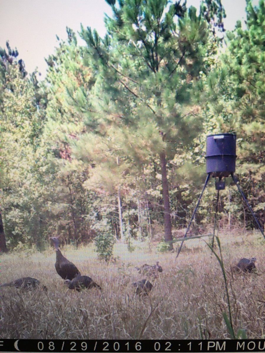 bw_ranch's tweet photo. Lol deer season coming and the turkey invasion starts. https://t.co/74iQgBK3lI