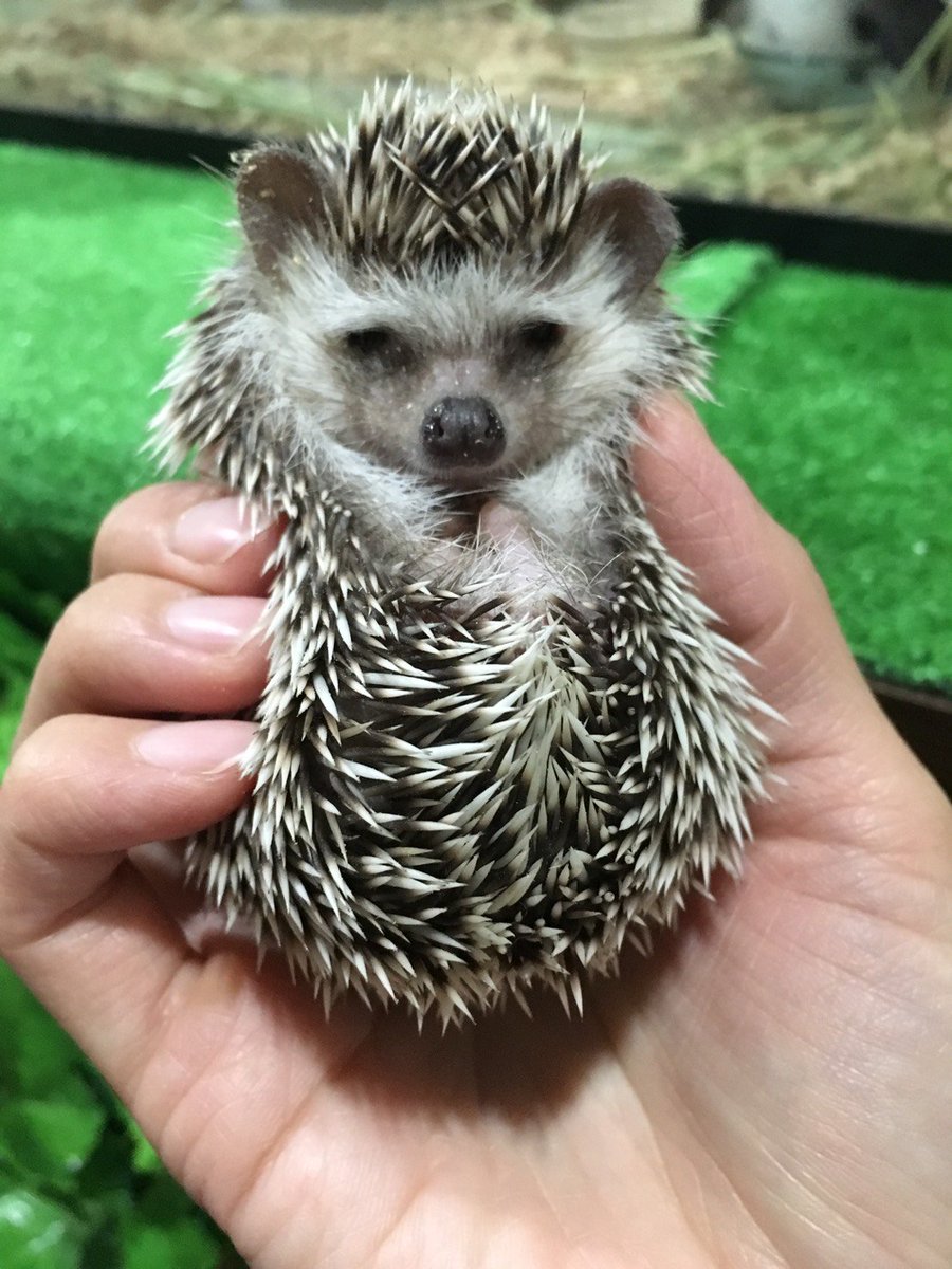 ふくろうカフェ Ricky 盛岡店 またこの季節がやってきました Ricky盛岡ハロウィンバージョンに衣替えです 本日も色んな愉快な仲間とお待ちしております 笑 ハリネズミカフェ ハロウィン ふくろうカフェ 盛岡 爬虫類