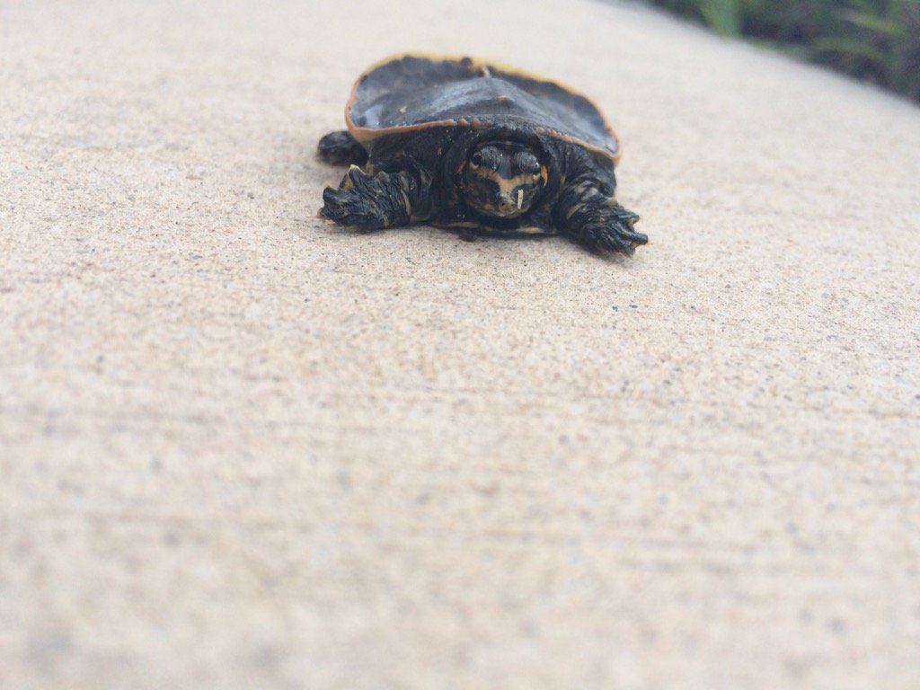 SkylerMarinoff's tweet photo. Saved dis lil baby #juvenile #Apalone #ferox #apaloneferox #turtle #softshell https://t.co/BkFqBj0Dn0