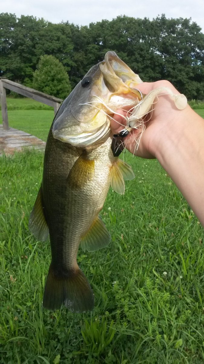 NYstatejuniorba's tweet photo. 2 pounder on the z man cater bait #zman https://t.co/jtAs9SYKvg