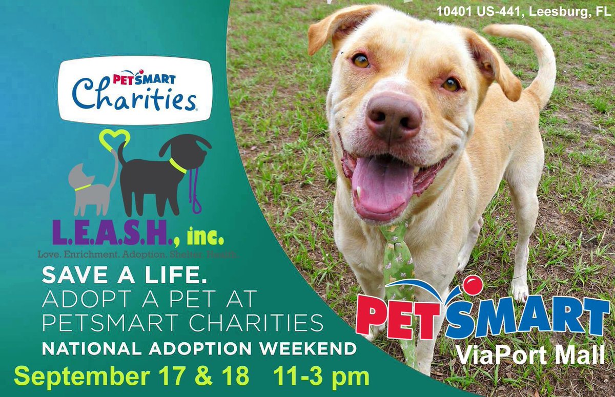 Petsmart2205's tweet photo. @LEASHinc @cfladamharrel #nationaladoptionweekend https://t.co/XTvmFmlLv5