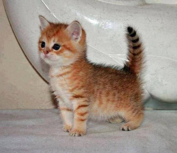 JeffPhillyy's tweet photo. munchkin kittens are adorable https://t.co/80IvqxbYDD