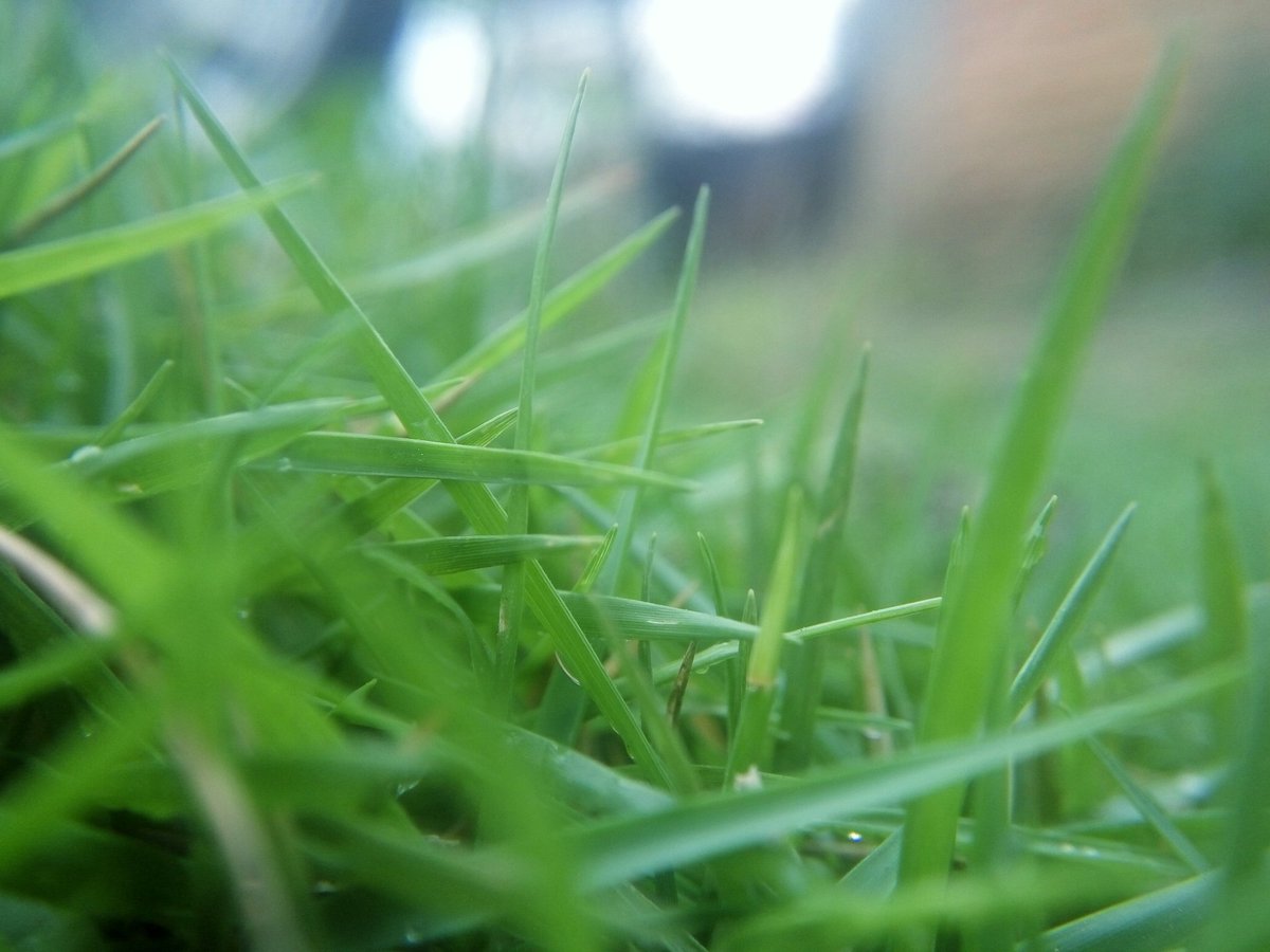 masbe07's tweet photo. #grass #xiaomiphotography #macro #macrophotography #coferone #nature #mobilephotography #phonegraphy #photography https://t.co/Y5tprITFAG