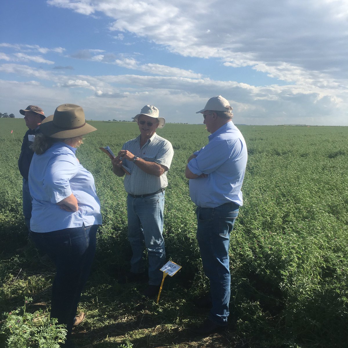 Roma deep phosphorous trial with Mike Bell <a href="/theGRDC/">GRDC</a> #GRDCspringtour