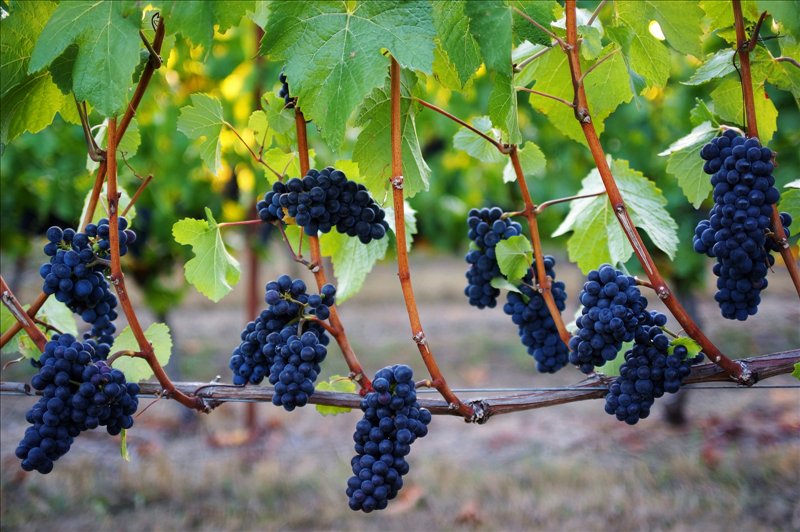 lovethepen's tweet photo. Pinot Noir Wine Dinner https://t.co/bbhsd4ZPuG https://t.co/bX0HKZieSw
