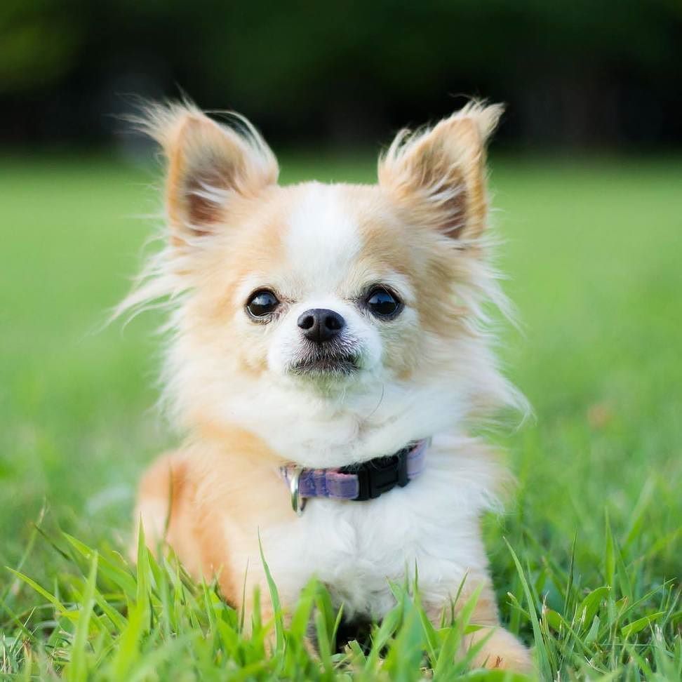 Awdogs's tweet photo. Aww πΆ@meruarutaku πππ Lie down
*
*
*
*
*
*
*
#Awdogs #Awdog #Dog #Dogs #Puppy #Cute #Inspi⦠https://t.co/4aisWCEKHk https://t.co/YWLlpRPAjm