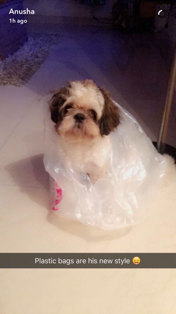 _AnjaliArora_'s tweet photo. Awweeee #Monsti 😘😘😘😘😘😘
soooo cute 😘😘❤️❤️
#Monster wrapped in a plastic bag.. cutest thing ever 😍😘❤️
@kkundra ❣ https://t.co/6WRYJSzw1b