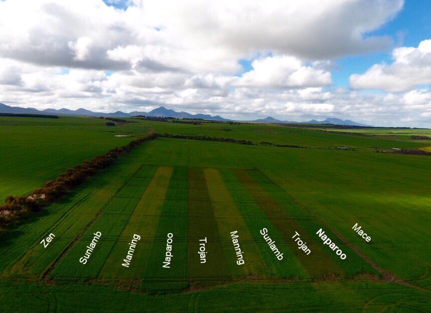 Stirlings to Coast long season wheat trial in Woogenellup <a href="/adams_wa/">Mark Adams.</a> <a href="/cbhgroup/">CBH Group</a>