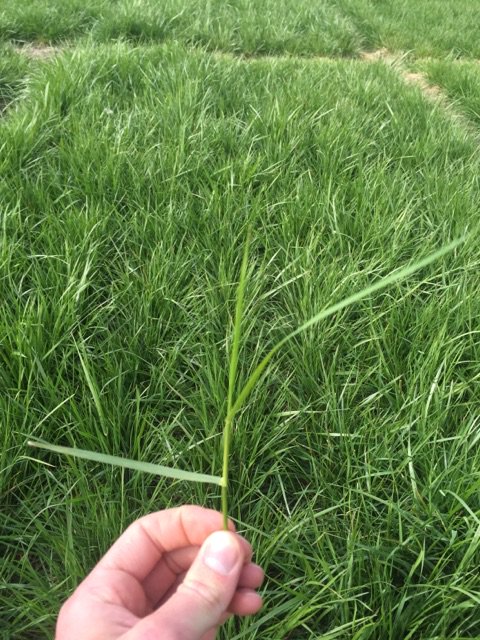 Agricom_NZ's tweet photo. #TallFescue's on the move at our Southburn trial site, even with a couple of -3 frosts this past week #SpringFeed https://t.co/cnxaDXcyjH