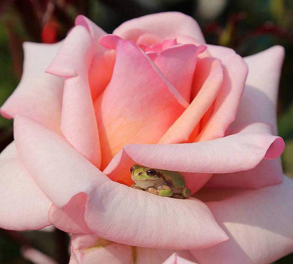 TheMindBlowing's tweet image. This cute guy found the perfect spot to escape from the afternoon sun.