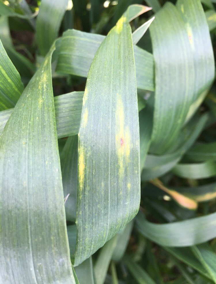 Beckom - Tissue test OK, disease OK, may be physiological response with rust genes &amp; wet conditions.