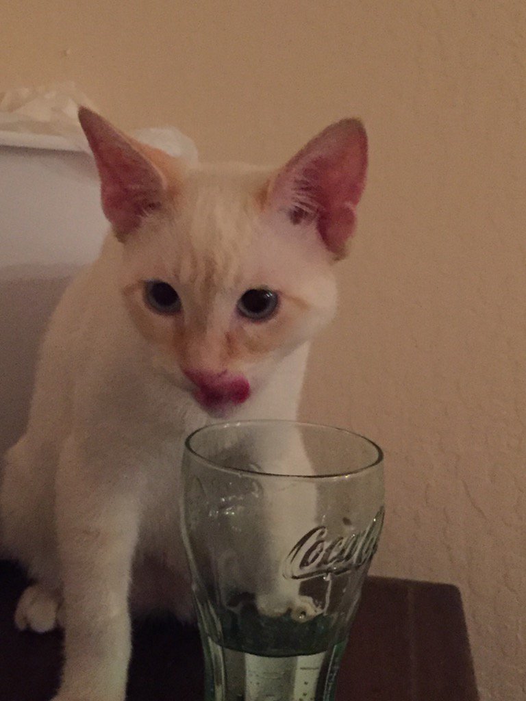 PunchItChase's tweet photo. Mmm, not bad! Licking his chops after stealing water from my glass instead of his bowl.. https://t.co/hsuGTcehoL