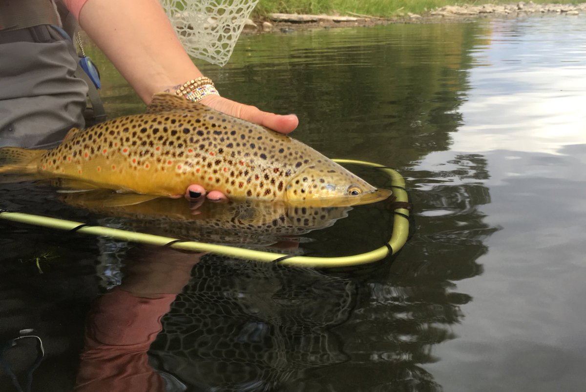 TackyFlyFishing's tweet photo. What a day on the water. #flyfishing #Utah #browntrout #risingnets #outdoors #nature #flyfishnation #troutbum https://t.co/TirfjgWCup