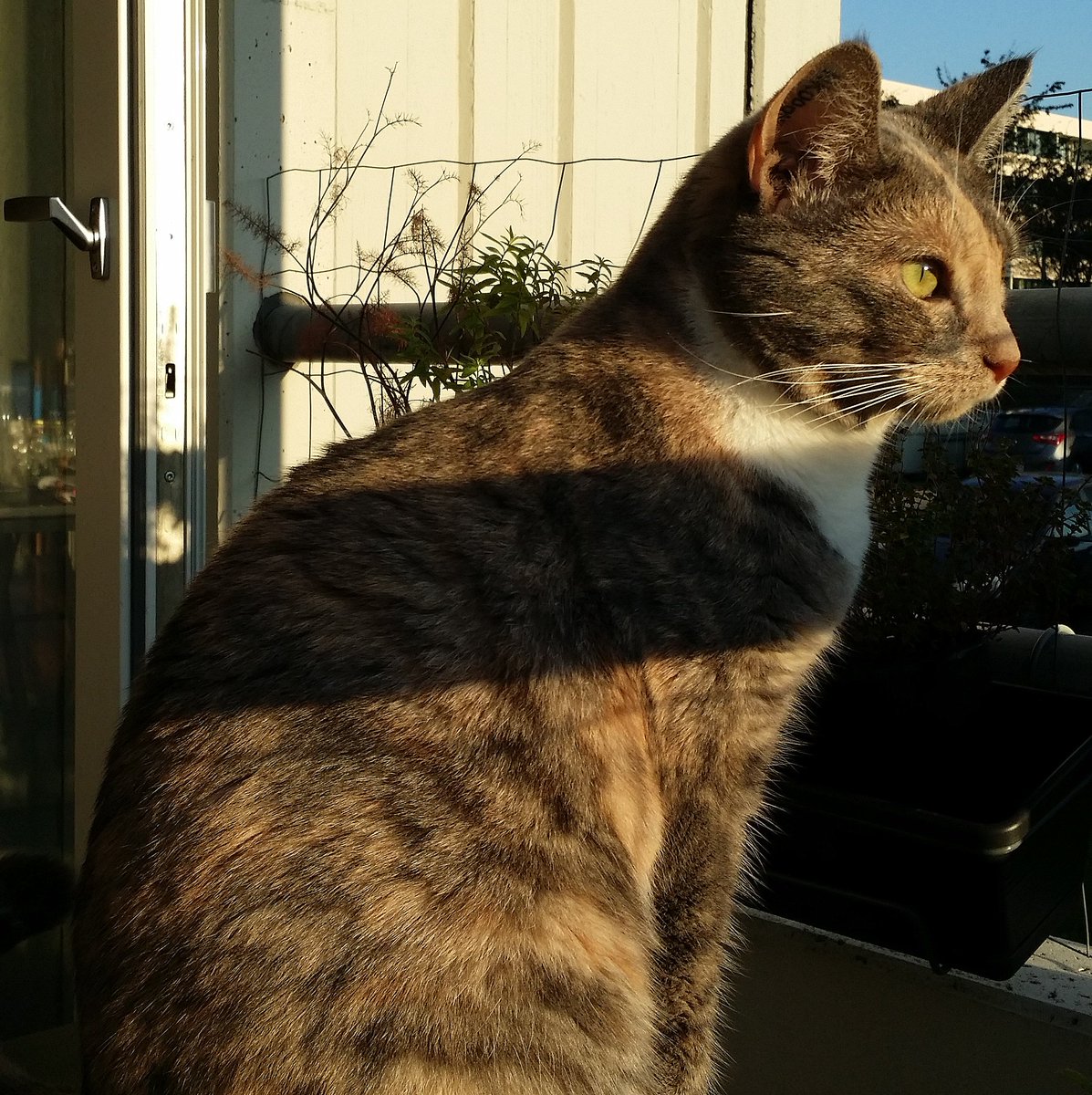 Kmoztar's tweet photo. "Katteguld i aftensol" - i dag har den her lille kattefis boet hos mig i 1 år #katteguld #Iskelil #CrazyCatLady https://t.co/Y5i6iuM3NM